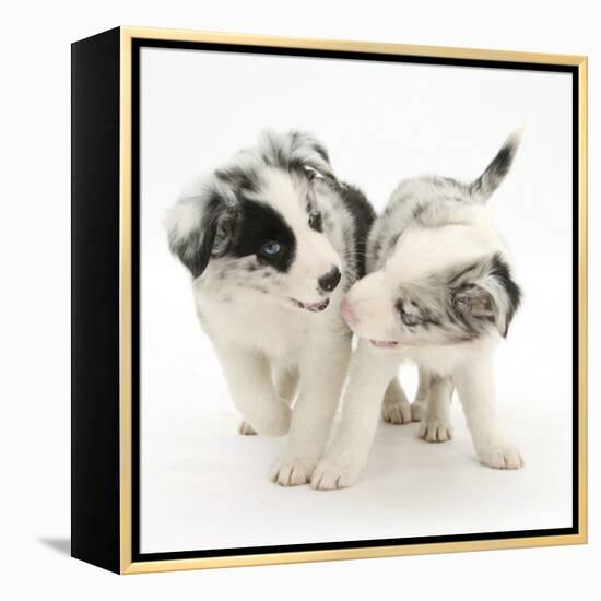 Playful Border Collie Puppies, 6 Weeks-Mark Taylor-Framed Premier Image Canvas