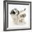 Playful Border Collie Puppies, 6 Weeks-Mark Taylor-Framed Photographic Print