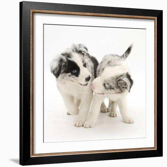 Playful Border Collie Puppies, 6 Weeks-Mark Taylor-Framed Photographic Print