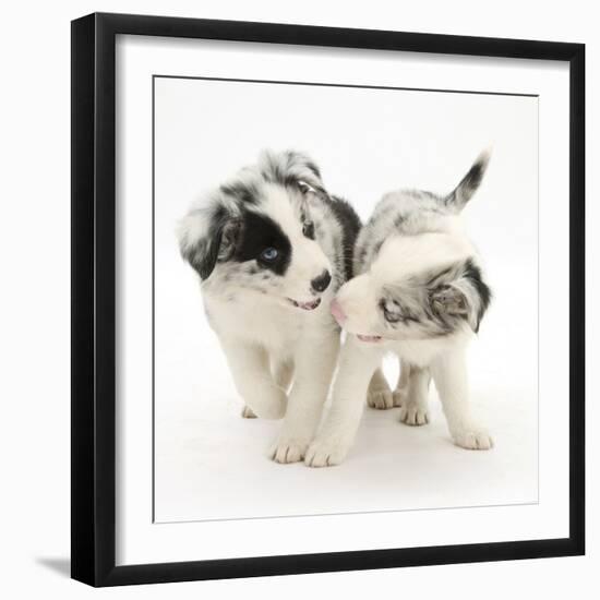 Playful Border Collie Puppies, 6 Weeks-Mark Taylor-Framed Photographic Print