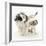 Playful Border Collie Puppies, 6 Weeks-Mark Taylor-Framed Photographic Print