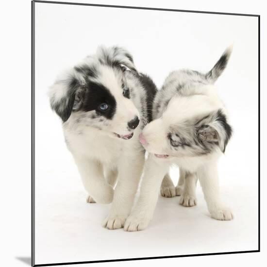 Playful Border Collie Puppies, 6 Weeks-Mark Taylor-Mounted Photographic Print