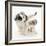 Playful Border Collie Puppies, 6 Weeks-Mark Taylor-Framed Photographic Print