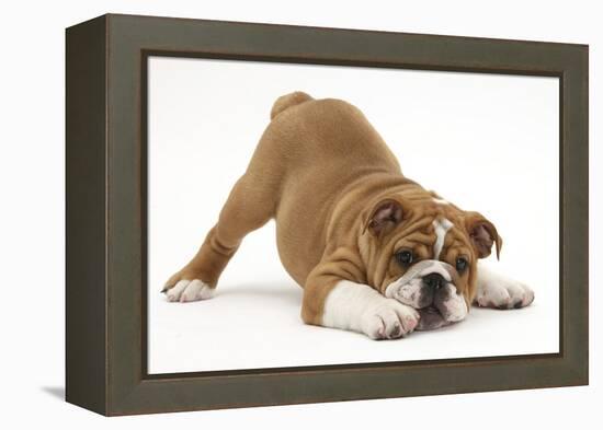 Playful Bulldog Puppy, 11 Weeks, in Play-Bow-Mark Taylor-Framed Premier Image Canvas