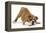 Playful Bulldog Puppy, 11 Weeks, in Play-Bow-Mark Taylor-Framed Premier Image Canvas