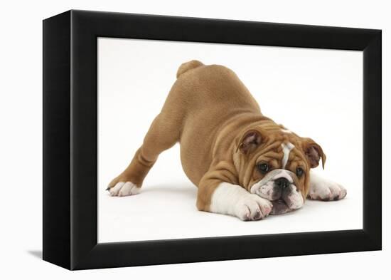 Playful Bulldog Puppy, 11 Weeks, in Play-Bow-Mark Taylor-Framed Premier Image Canvas