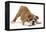 Playful Bulldog Puppy, 11 Weeks, in Play-Bow-Mark Taylor-Framed Premier Image Canvas