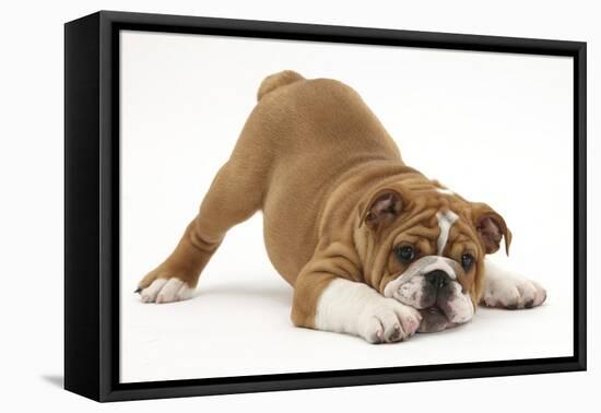 Playful Bulldog Puppy, 11 Weeks, in Play-Bow-Mark Taylor-Framed Premier Image Canvas