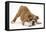 Playful Bulldog Puppy, 11 Weeks, in Play-Bow-Mark Taylor-Framed Premier Image Canvas