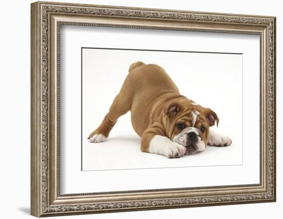 Playful Bulldog Puppy, 11 Weeks, in Play-Bow-Mark Taylor-Framed Photographic Print