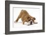 Playful Bulldog Puppy, 11 Weeks, in Play-Bow-Mark Taylor-Framed Photographic Print