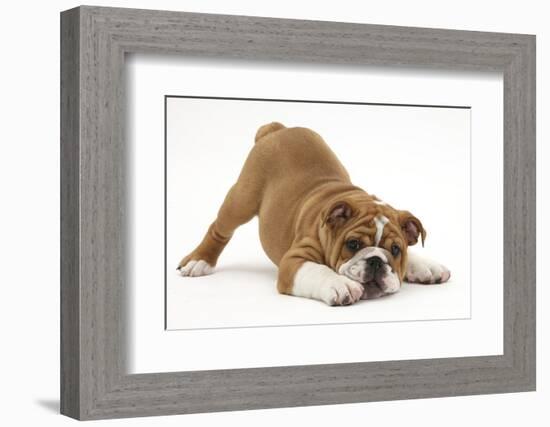 Playful Bulldog Puppy, 11 Weeks, in Play-Bow-Mark Taylor-Framed Photographic Print