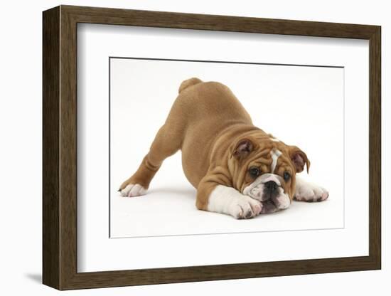 Playful Bulldog Puppy, 11 Weeks, in Play-Bow-Mark Taylor-Framed Photographic Print