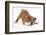 Playful Bulldog Puppy, 11 Weeks, in Play-Bow-Mark Taylor-Framed Photographic Print