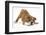 Playful Bulldog Puppy, 11 Weeks, in Play-Bow-Mark Taylor-Framed Photographic Print