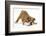 Playful Bulldog Puppy, 11 Weeks, in Play-Bow-Mark Taylor-Framed Photographic Print