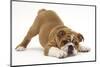 Playful Bulldog Puppy, 11 Weeks, in Play-Bow-Mark Taylor-Mounted Photographic Print