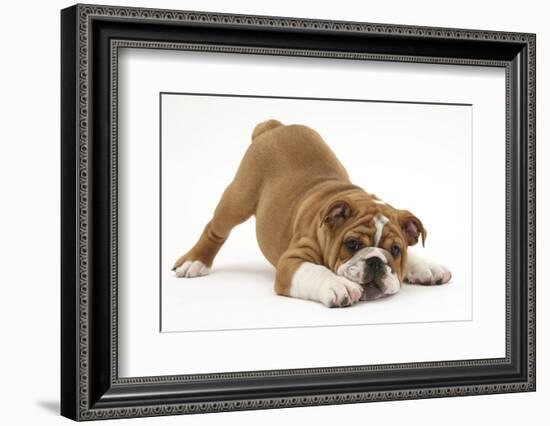 Playful Bulldog Puppy, 11 Weeks, in Play-Bow-Mark Taylor-Framed Photographic Print