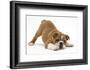 Playful Bulldog Puppy, 11 Weeks, in Play-Bow-Mark Taylor-Framed Photographic Print