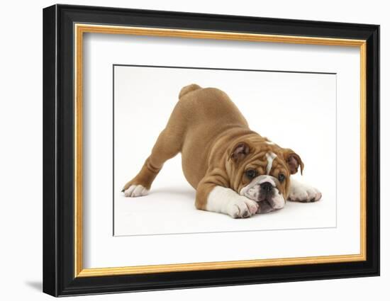 Playful Bulldog Puppy, 11 Weeks, in Play-Bow-Mark Taylor-Framed Photographic Print