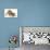 Playful Bulldog Puppy, 11 Weeks, in Play-Bow-Mark Taylor-Photographic Print displayed on a wall