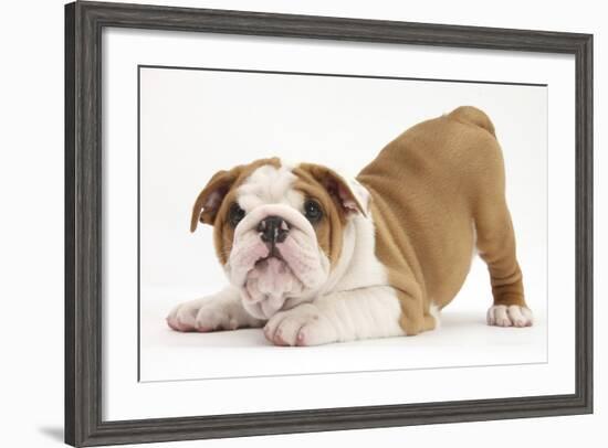 Playful Bulldog Puppy, 8 Weeks, in Play-Bow-Mark Taylor-Framed Photographic Print