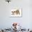 Playful Bulldog Puppy, 8 Weeks, in Play-Bow-Mark Taylor-Framed Photographic Print displayed on a wall