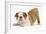 Playful Bulldog Puppy, 8 Weeks, in Play-Bow-Mark Taylor-Framed Photographic Print