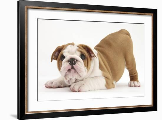 Playful Bulldog Puppy, 8 Weeks, in Play-Bow-Mark Taylor-Framed Photographic Print