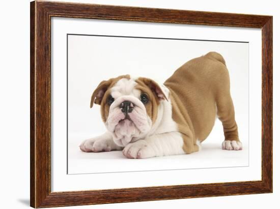 Playful Bulldog Puppy, 8 Weeks, in Play-Bow-Mark Taylor-Framed Photographic Print