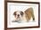 Playful Bulldog Puppy, 8 Weeks, in Play-Bow-Mark Taylor-Framed Photographic Print