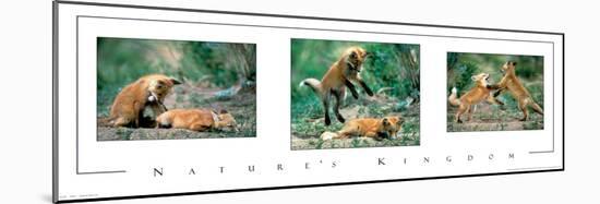 Playful Foxes Tryp-unknown unknown-Mounted Photo