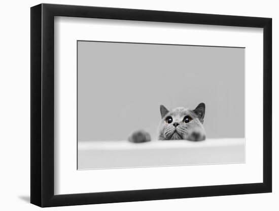 Playful Grey Purebred Cat Peeking Out.-NiseriN-Framed Photographic Print