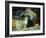 Playful Kittens-Julius Adam-Framed Giclee Print