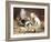 Playful Kittens-Carl Reichert-Framed Giclee Print