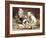 Playful Kittens-Carl Reichert-Framed Giclee Print