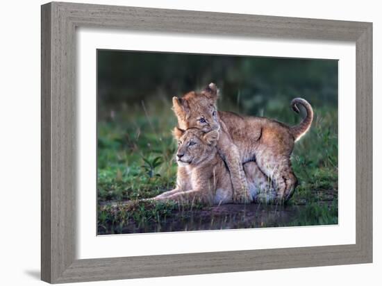 Playful lion cubs-Xavier Ortega-Framed Giclee Print