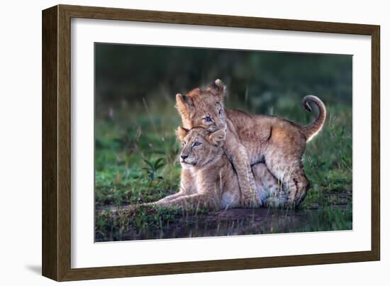 Playful lion cubs-Xavier Ortega-Framed Giclee Print