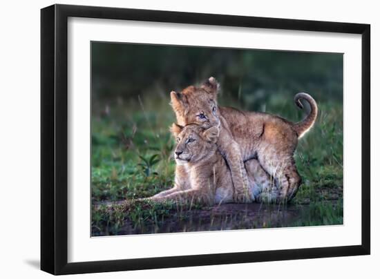 Playful lion cubs-Xavier Ortega-Framed Giclee Print