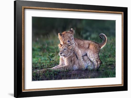 Playful lion cubs-Xavier Ortega-Framed Giclee Print