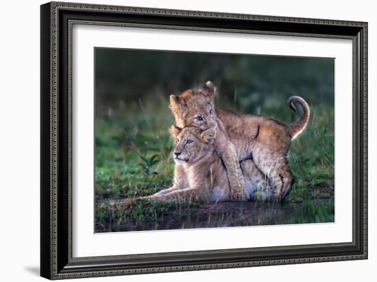 Playful lion cubs-Xavier Ortega-Framed Giclee Print