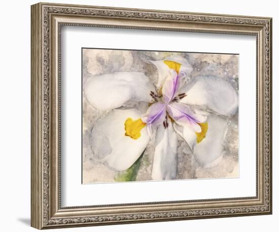 Playful Petals II-Leda Robertson-Framed Photographic Print