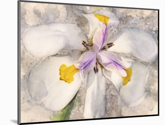 Playful Petals II-Leda Robertson-Mounted Photographic Print