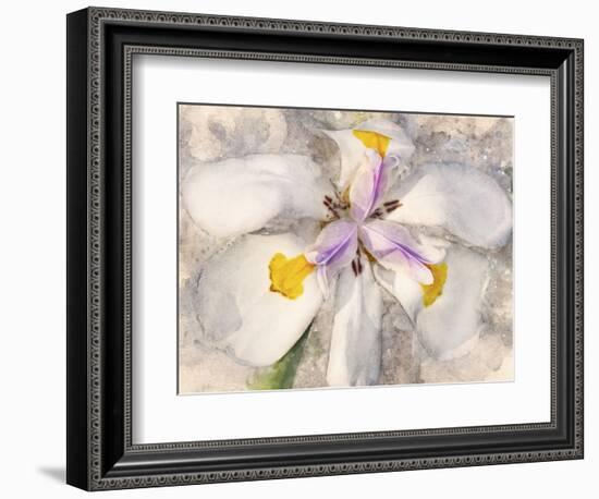 Playful Petals II-Leda Robertson-Framed Photographic Print