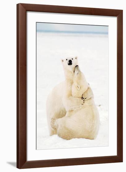 Playful Polar Bears-null-Framed Art Print