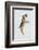 Playful Pups I-Debbie Nicholas-Framed Photographic Print