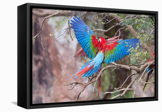 Playful Red-And-Green Macaws (Ara Chloropterus), Buraco Das Araras, Mato Grosso Do Sul, Brazil-G&M Therin-Weise-Framed Premier Image Canvas