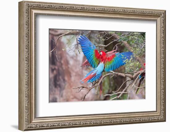 Playful Red-And-Green Macaws (Ara Chloropterus), Buraco Das Araras, Mato Grosso Do Sul, Brazil-G&M Therin-Weise-Framed Photographic Print