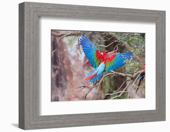 Playful Red-And-Green Macaws (Ara Chloropterus), Buraco Das Araras, Mato Grosso Do Sul, Brazil-G&M Therin-Weise-Framed Photographic Print