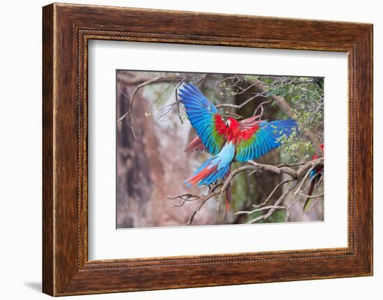 Playful Red-And-Green Macaws (Ara Chloropterus), Buraco Das Araras, Mato Grosso Do Sul, Brazil-G&M Therin-Weise-Framed Photographic Print